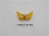 藏品(尺蛾308)的圖片